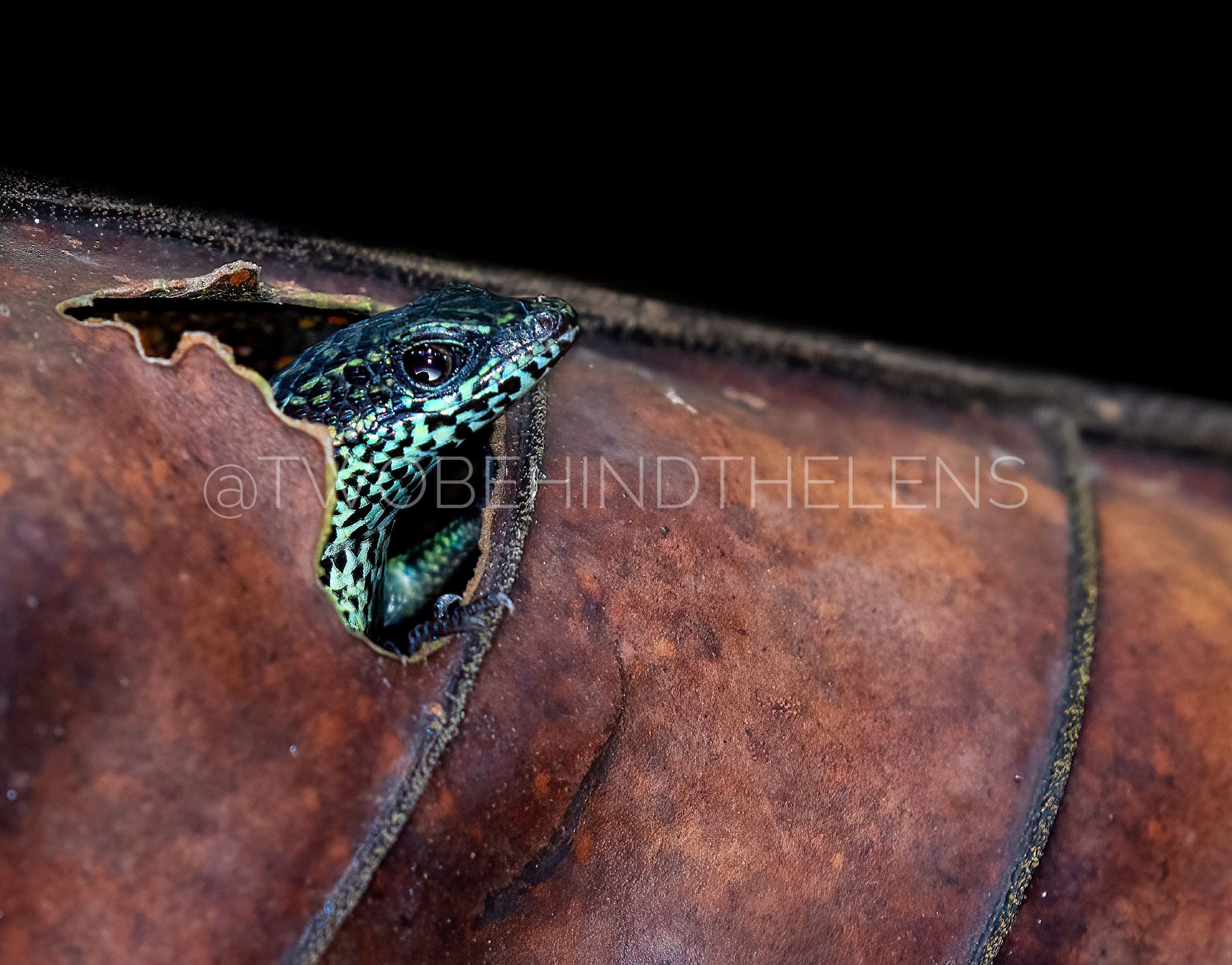 Featured Print 4
